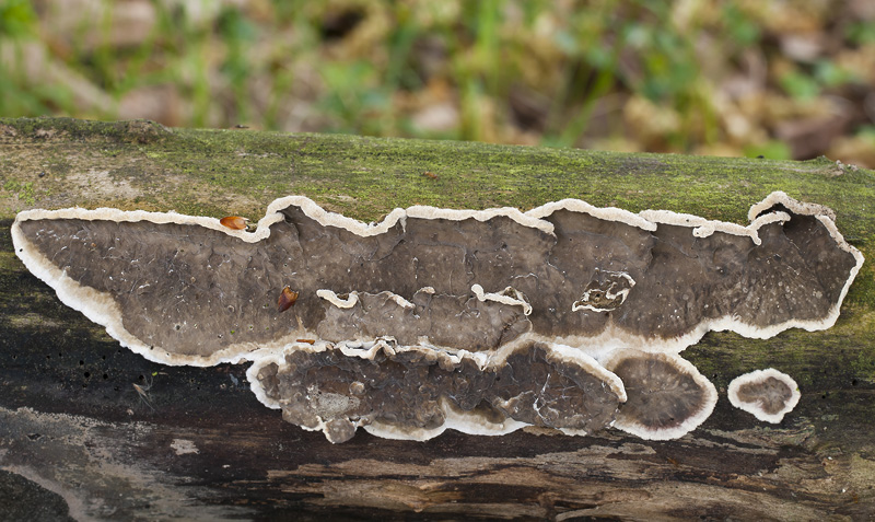 Lopharia spadicea